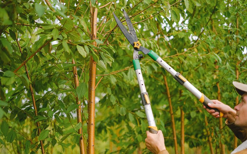 Tree trimming in Luxemburg, WI