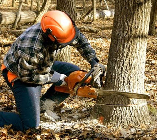 Tree Removal in Luxemburg, WI